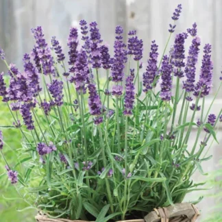 Lavender, Scent Blue, 4" Pot
