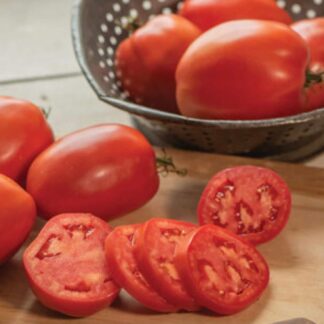 Tomato, Paste, Cipolla's Pride, 4" Pot