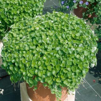 Dichondra, Emerald Falls, Pack