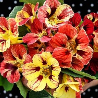 Nasturtium, Bloody Mary, Pack