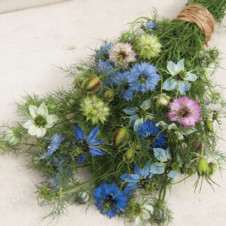 Nigella Love in a Mist