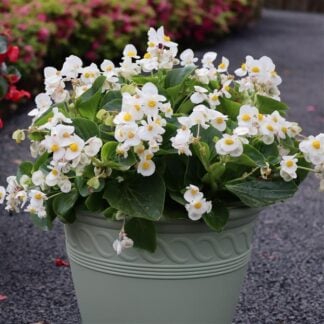 Begonia, Viking white on green, 6" Pot