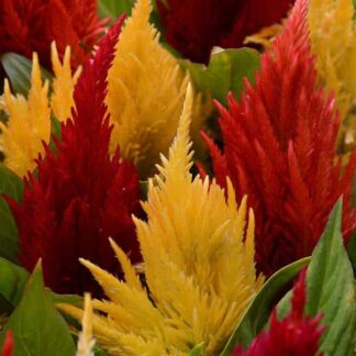 Celosia, First Flame Mix, Pack