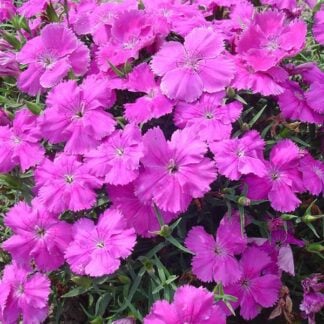 Dianthus, Diana Blueberry, Pack