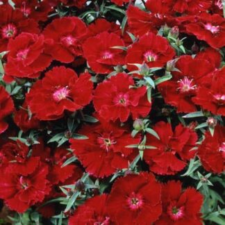 Dianthus, Diana Crimson, Pack