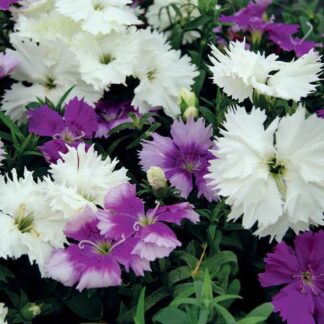Dianthus, Diana Lavandina, Pack