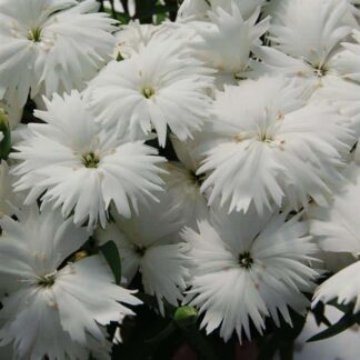 Dianthus, Diana White, Pack