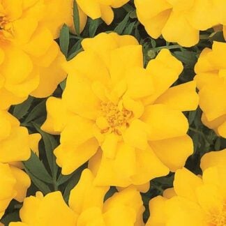 Marigold, Durango Yellow, Pack