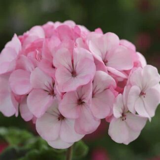Geranium, Horizon Appleblossom, 6" Pot