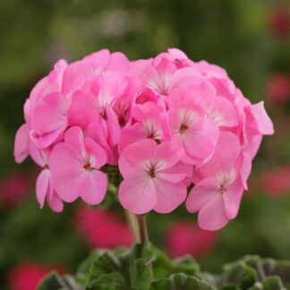 Geranium, Horizon Lavender, 6" Pot