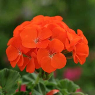 Geranium, Horizon Orange, 6" Pot