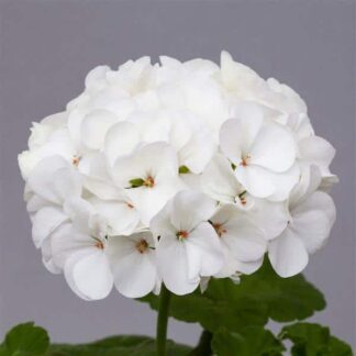 Geranium, Horizon White, 6" Pot