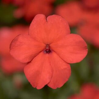 Impatiens, Imara Orange, Pack