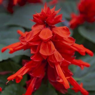 Salvia, Mojave Red, 6"Pot