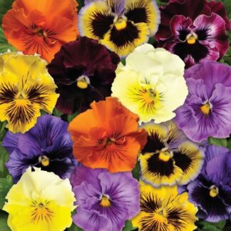 Pansy, Frizzle Mix, Pack