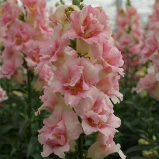 Snapdragon, Doubleshot Appleblossom, Pack