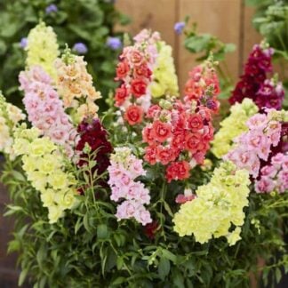 Snapdragon, Doubleshot Mix, Pack