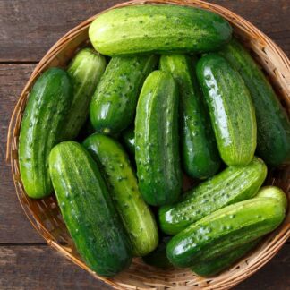 Cucumber, Cool Customer Pickle, 4" Pot