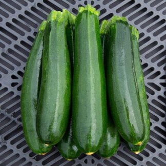 Squash, Summer, Dunja, 4" Pot