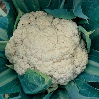 Cauliflower, Snow Crown, Pack