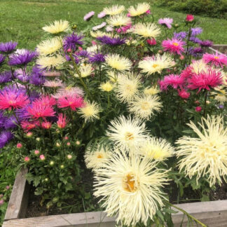 China Aster, Valkyrie