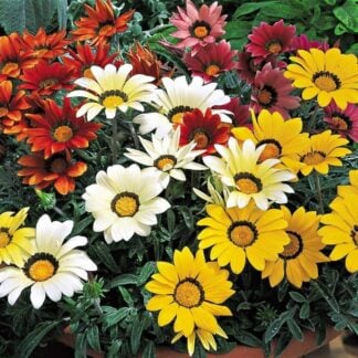 Gazania Kiss Frosty Mix