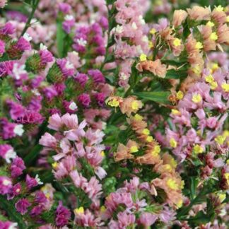 Statice Pastel Shades