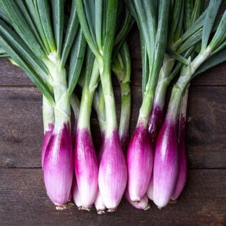 Onion, Long of Florence