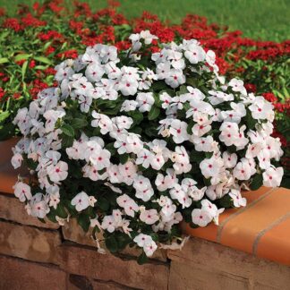 Vinca, Trailing, Cora Cascade White, Pack