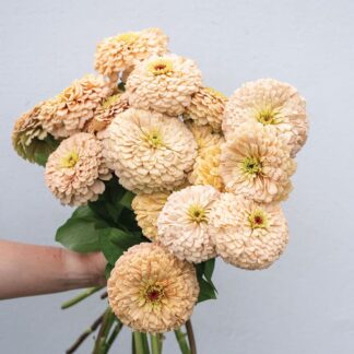 Zinnia Linen